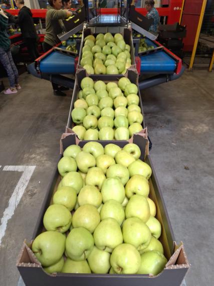 Foto Golden Delicious