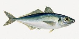 Horse mackerel