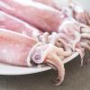 Foto Squid
