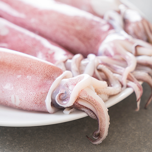 Foto Squid