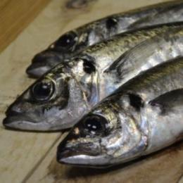 Canned of Galician horse mackerel in olive oil 150 gr