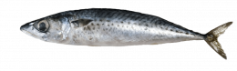 Boga (Boops Boops) VIXA