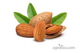 Almonds (KG) - Largueta, Marcona, Avijor-Lauranne, Belona
