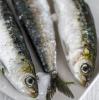 Foto Frozen whole sardines / 1 KG BAG (FROM 1000 KG DESCOUNT)