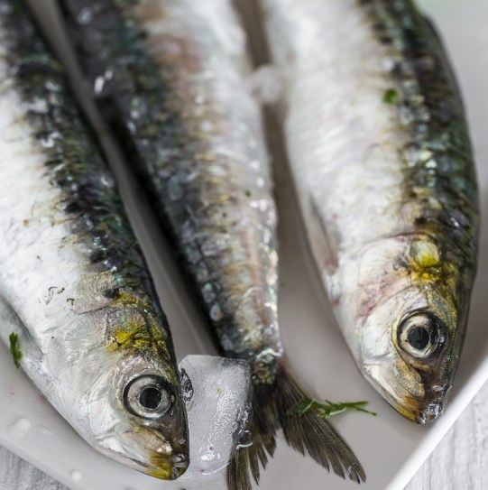 Foto Frozen whole sardines / 1 KG BAG (FROM 1000 KG DESCOUNT)