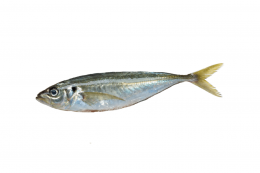 Mackerel (Trachurus Trachurus) VIXA