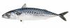 Foto MACKEREL (Scomber Scombrus) VIXA
