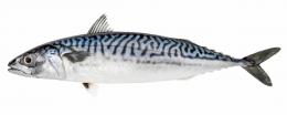 MACKEREL (Scomber Scombrus) VIXA