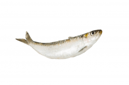 Sardine (Sardina Pilchardus) VIXA