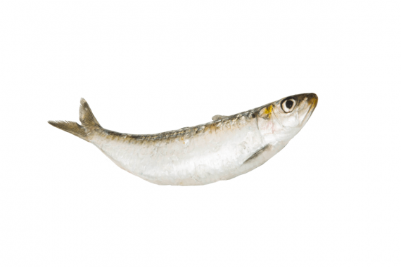 Foto Sardine (Sardina Pilchardus) VIXA