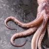 Foto Squid pulpo