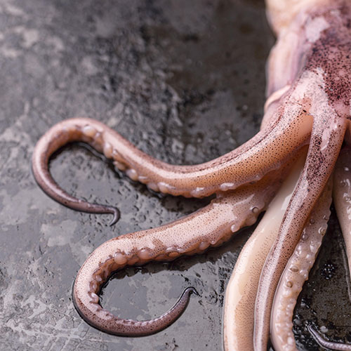 Foto Squid pulpo