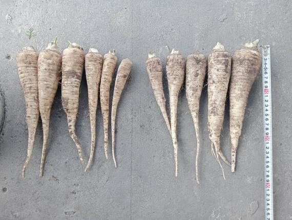 Foto Raíz de perejil