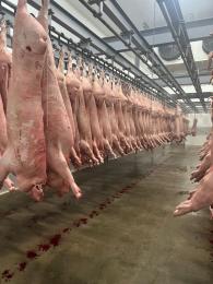 Head-on pork half-carcass