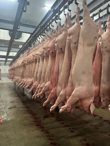 Foto Head-on pork half-carcass