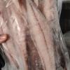 Foto Frozen gutted mackerel 600 gr