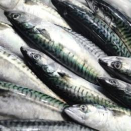 Canned of mackerel fillets in olive oil 150 gr