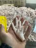 Foto Chicken feet