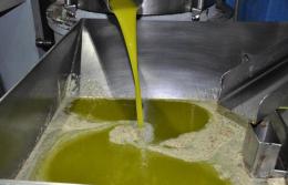 Olive oil - Bulk for packers