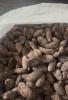Foto Cocoa of the  Araucano Tame  variety refers ✓Ultra Prime quality©