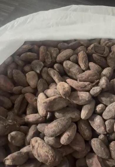 Foto Cocoa of the  Araucano Tame  variety refers ✓Ultra Prime quality©