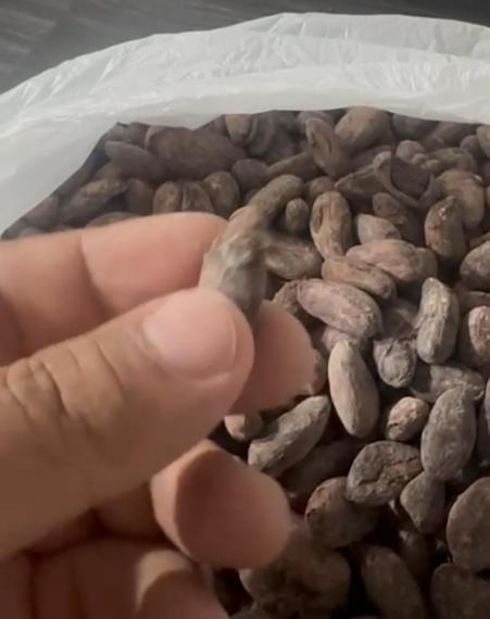 Foto Cocoa of the  Araucano Tame  variety refers ✓Ultra Prime quality©