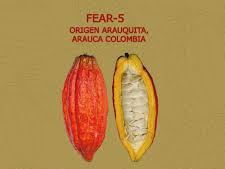 Foto The  Arauquita  cocoa variety