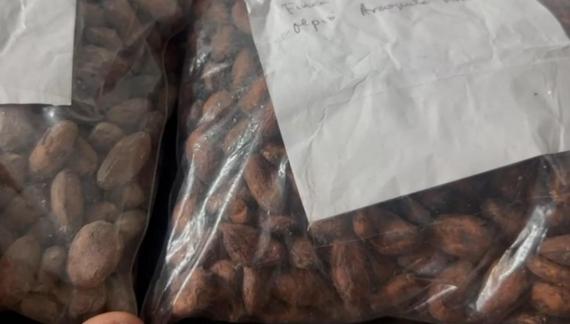 Foto The  Arauquita  cocoa variety (Without pesticide)