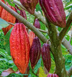 The  Arauquita  cocoa variety